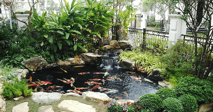 Jasa Pembuatan Kolam Koi