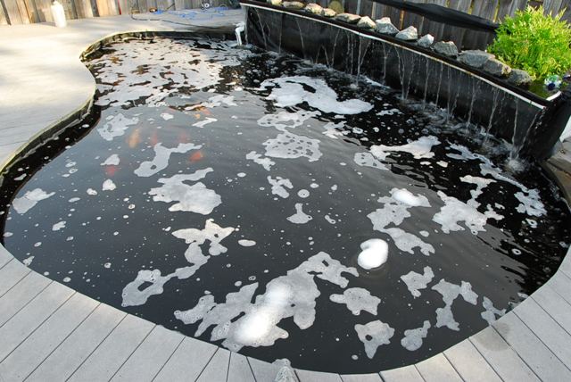 penyebab air kolam koi berbusa