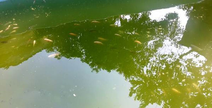 mengatasi air hijau pada kolam koi