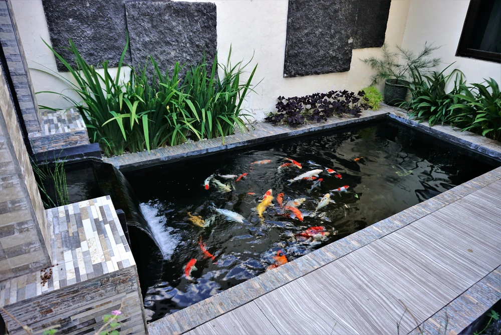 Cara Membuat Filter Kolam agar Air Tetap Jernih