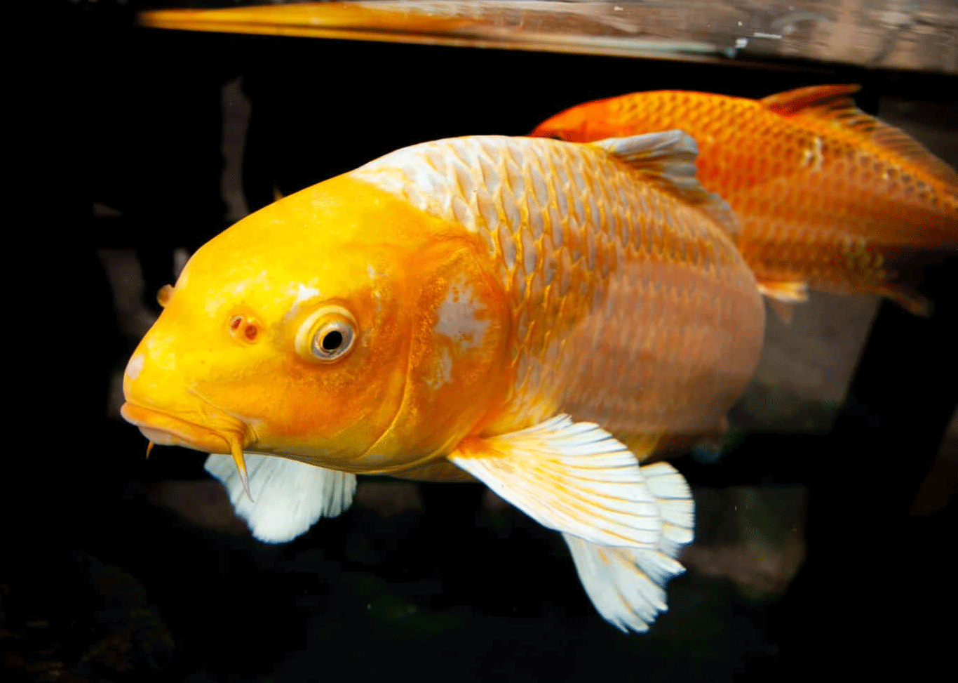 sirip ikan koi