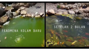 Mengapa Terjadi Air Hijau Pada Kolam Baru?
