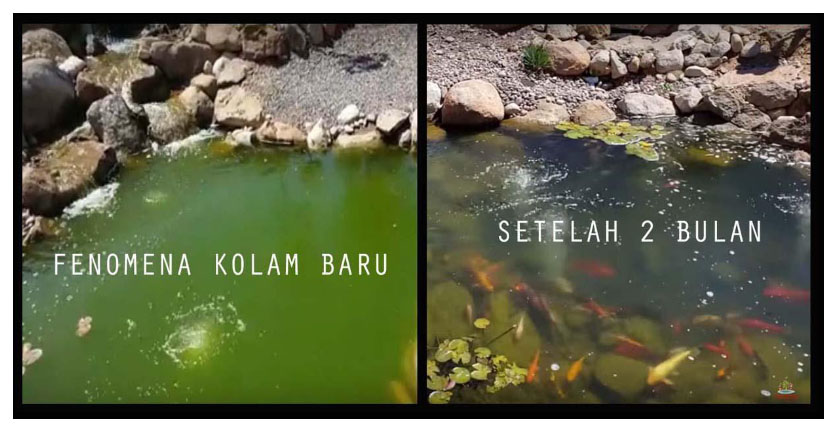 Mengapa Terjadi Air Hijau Pada Kolam Baru?